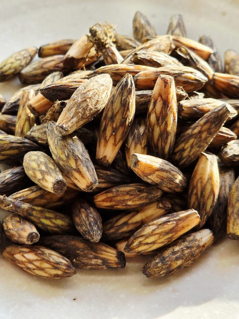 【土筆(つくし)】