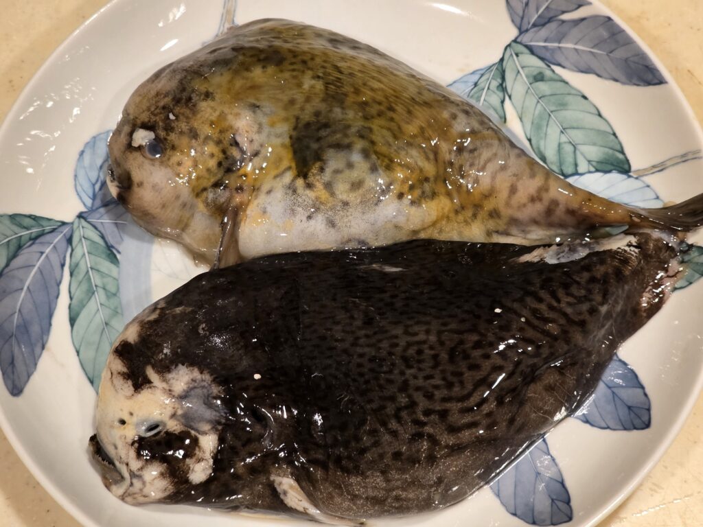 【ゴッコ(ホテイウオ)】