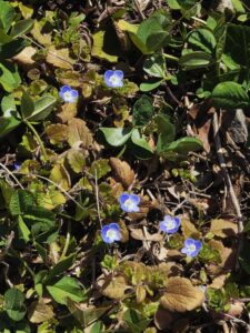 【オオイヌフグリ】