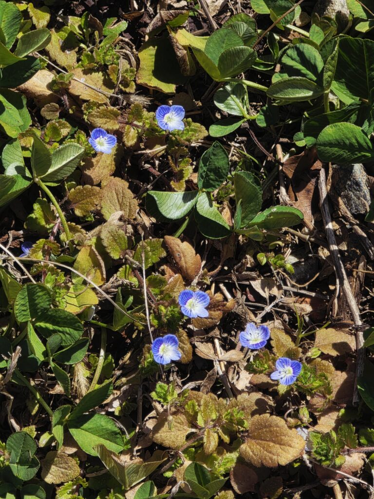 【オオイヌフグリ】