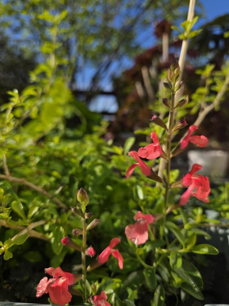 【枸杞】